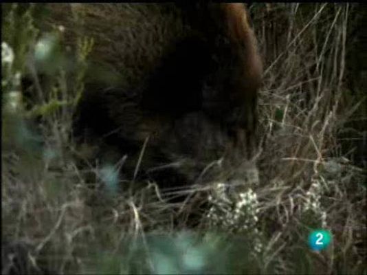 El hombre y la Tierra - Caza de jabalíes