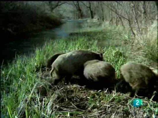 El hombre y la Tierra - Jabalí y lobo. Enemigos naturales