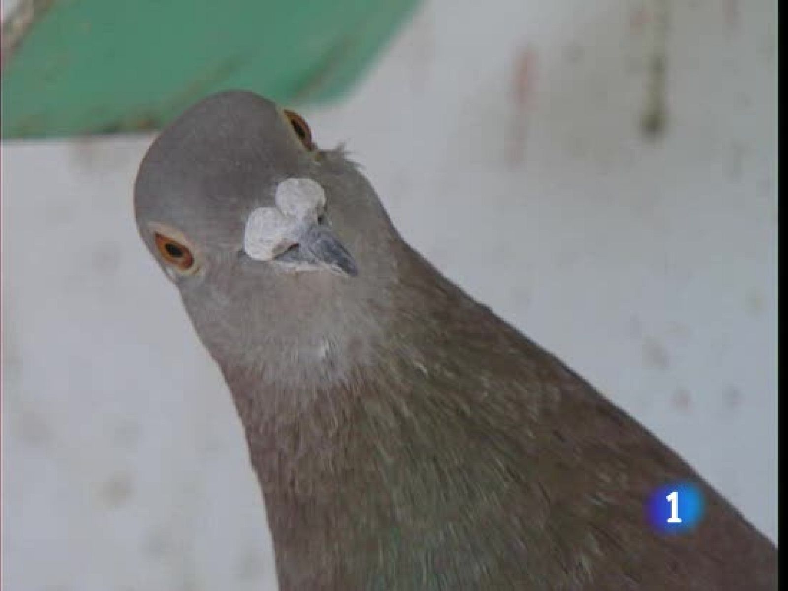 Dentro de tres meses, el Ejército dejará de controlar a las palomas mensajeras de nuestro país | Ver
