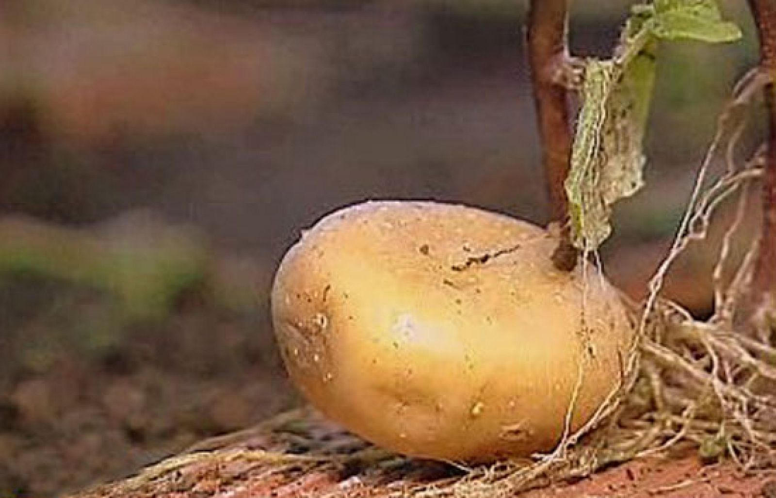 España Directo - Nombres para la patata | Ver