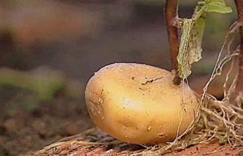 España Directo - Nombres para la patata | Ver