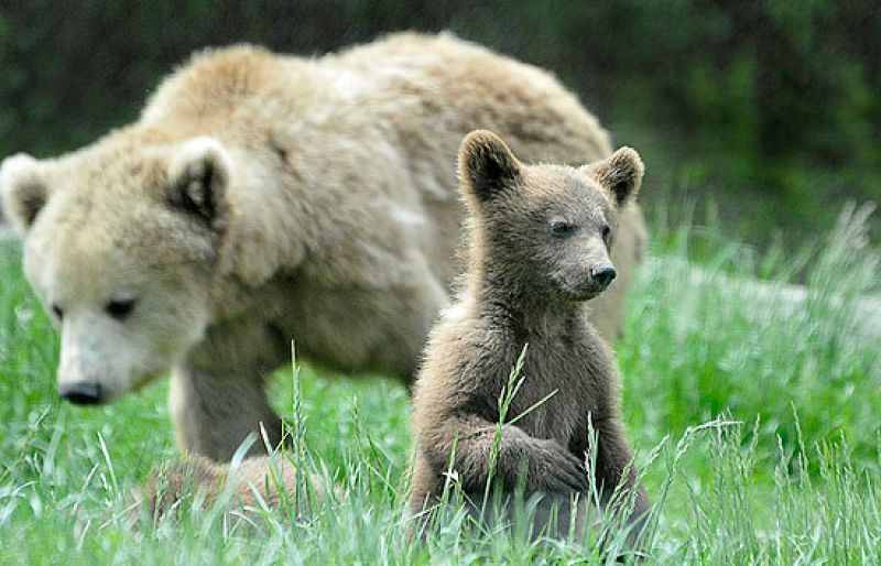 En contra de la reintroducción del oso