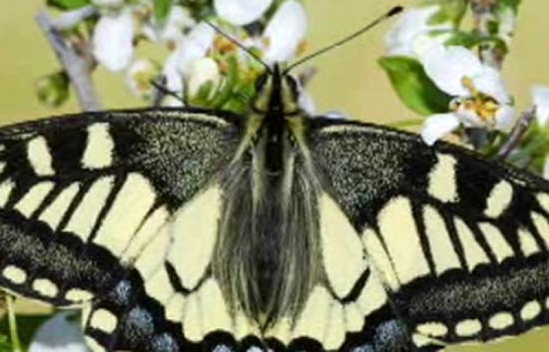 La Herencia de Félix Rodríguez de la Fuente