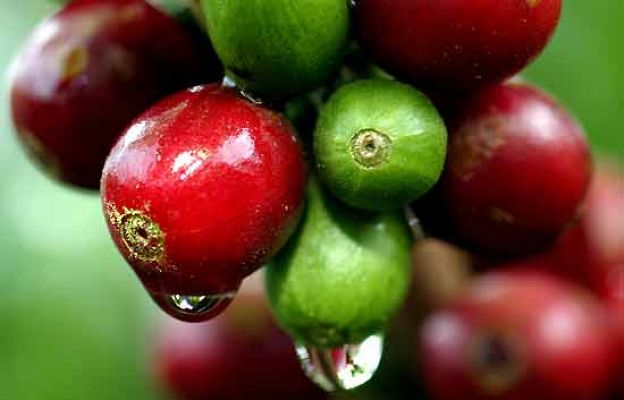  - 'Café justo' en la selva de México