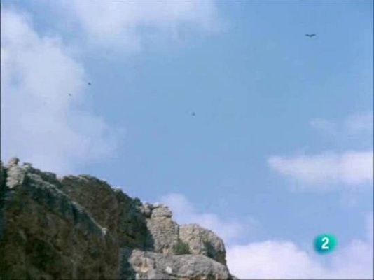 El hombre y la Tierra - Lobo carroñero