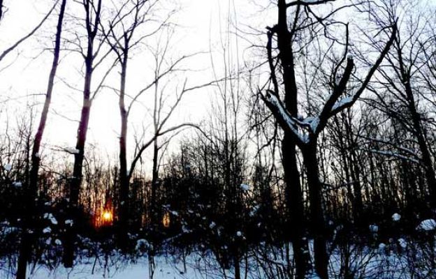 En portada - Las astillas del bosque ruso