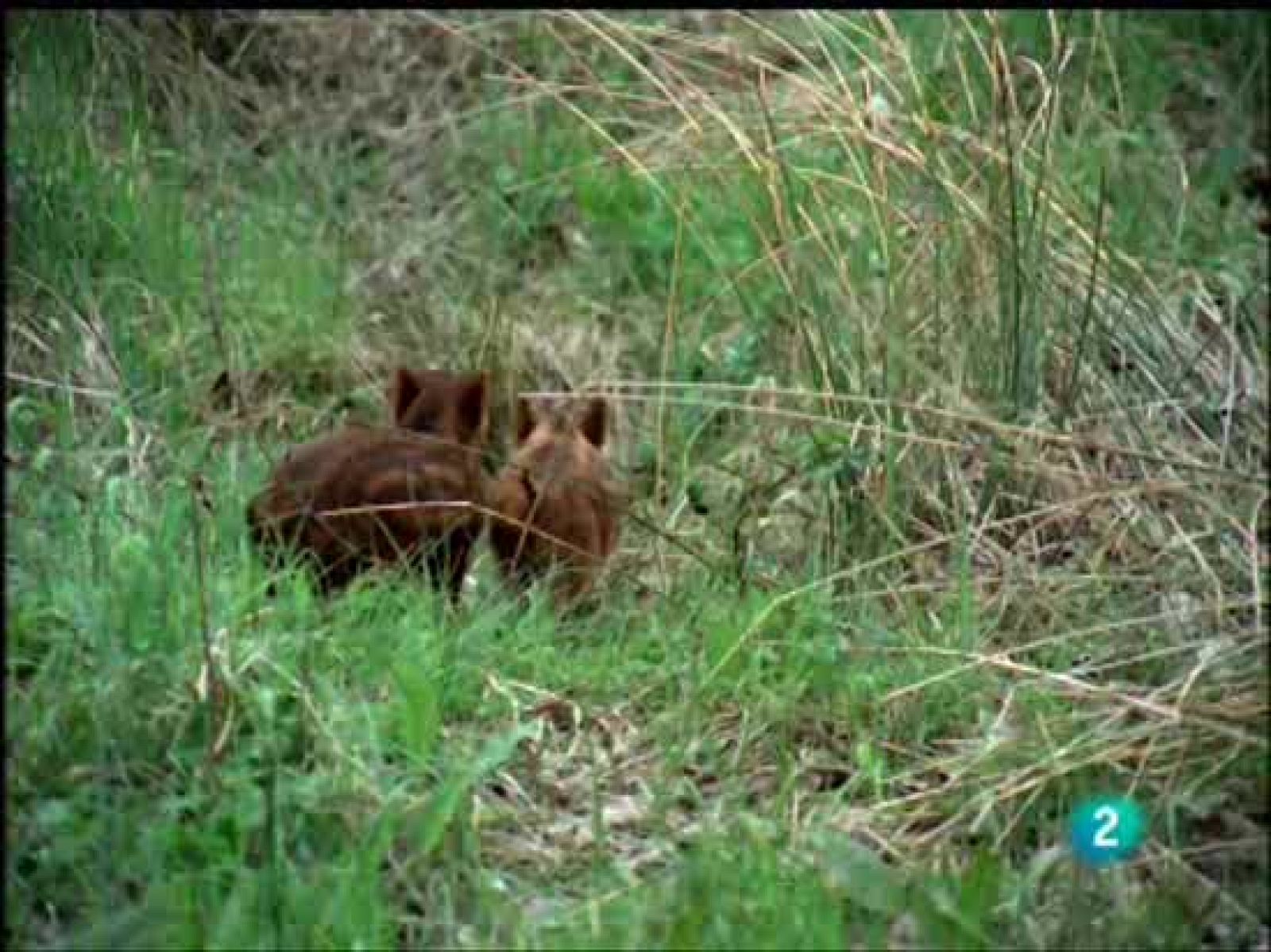 Los nombres del jabalí - Conciencia2 con la Infancia | Ver