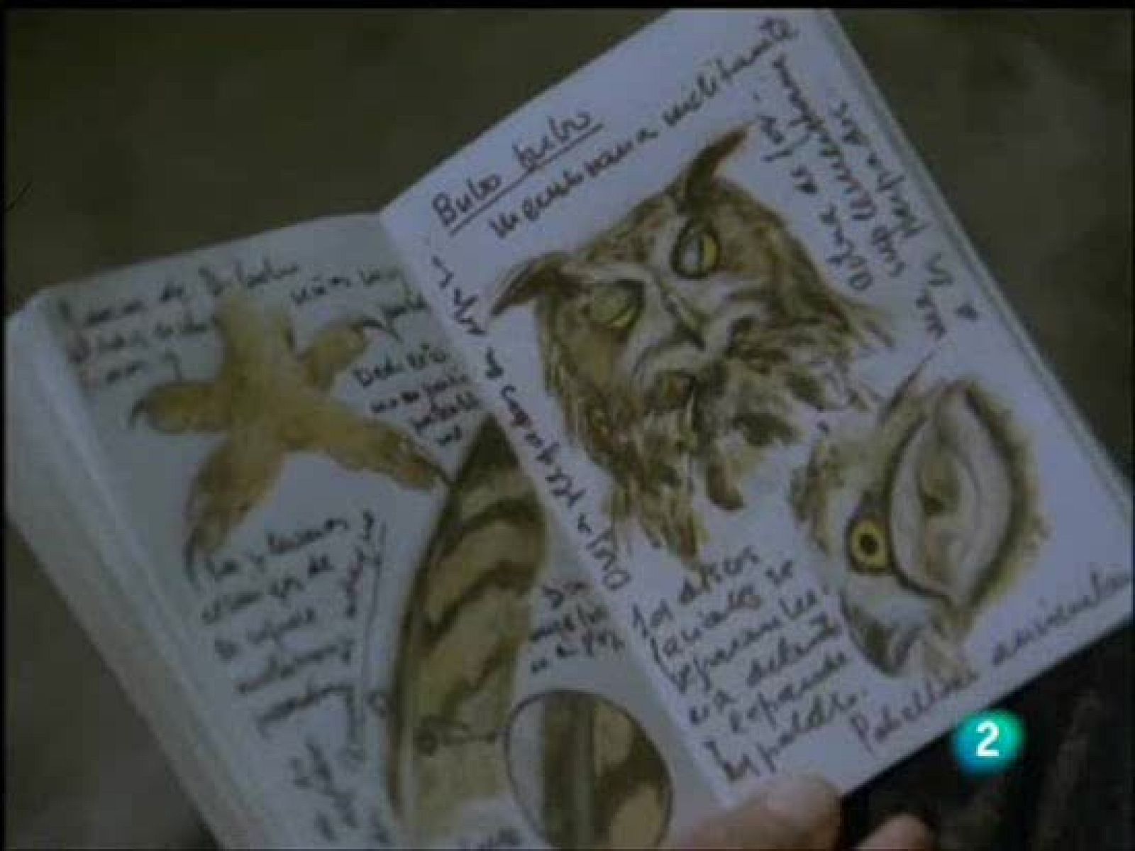 En el capítulo de 'Las rapaces nocturnas' (2ªparte) de la serie 'El Hombre y la Tierra', Félix Rodríguez de la Fuente estudia una de las mayores habilidades de las rapaces.