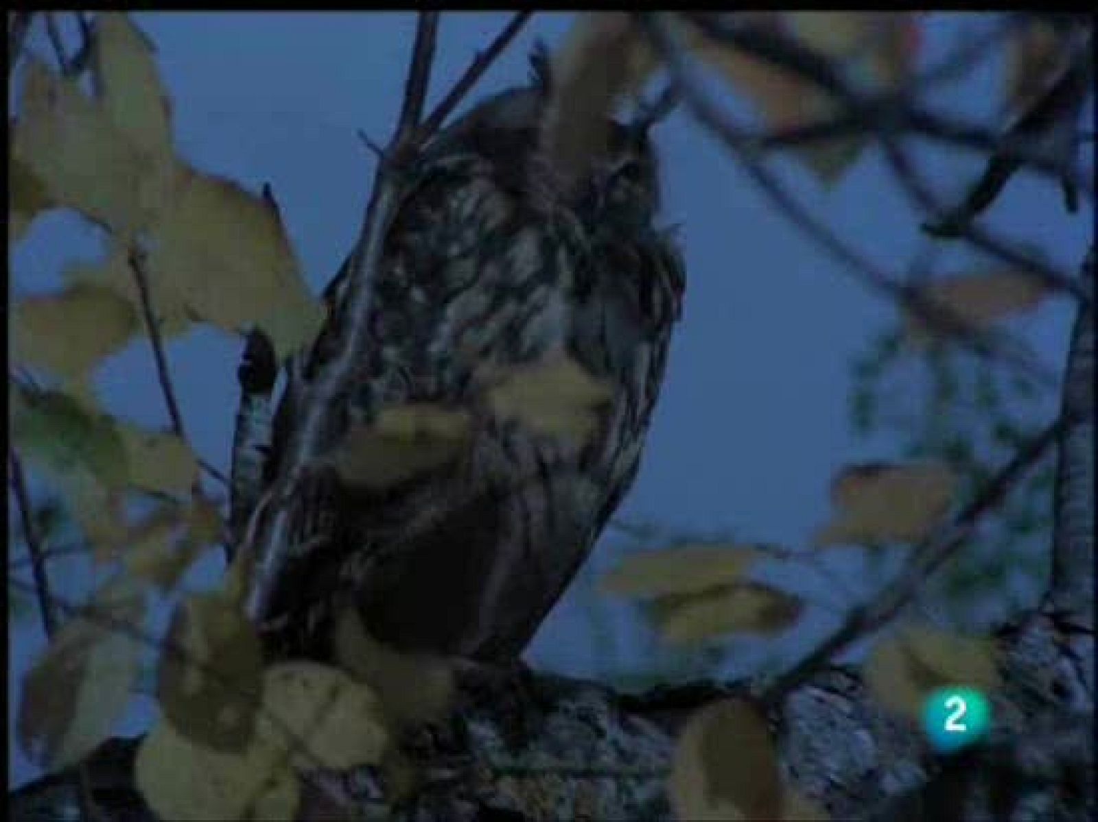 El hombre y la tierra - Los pájaros de la noche española - El hombre y la Tierra | Ver