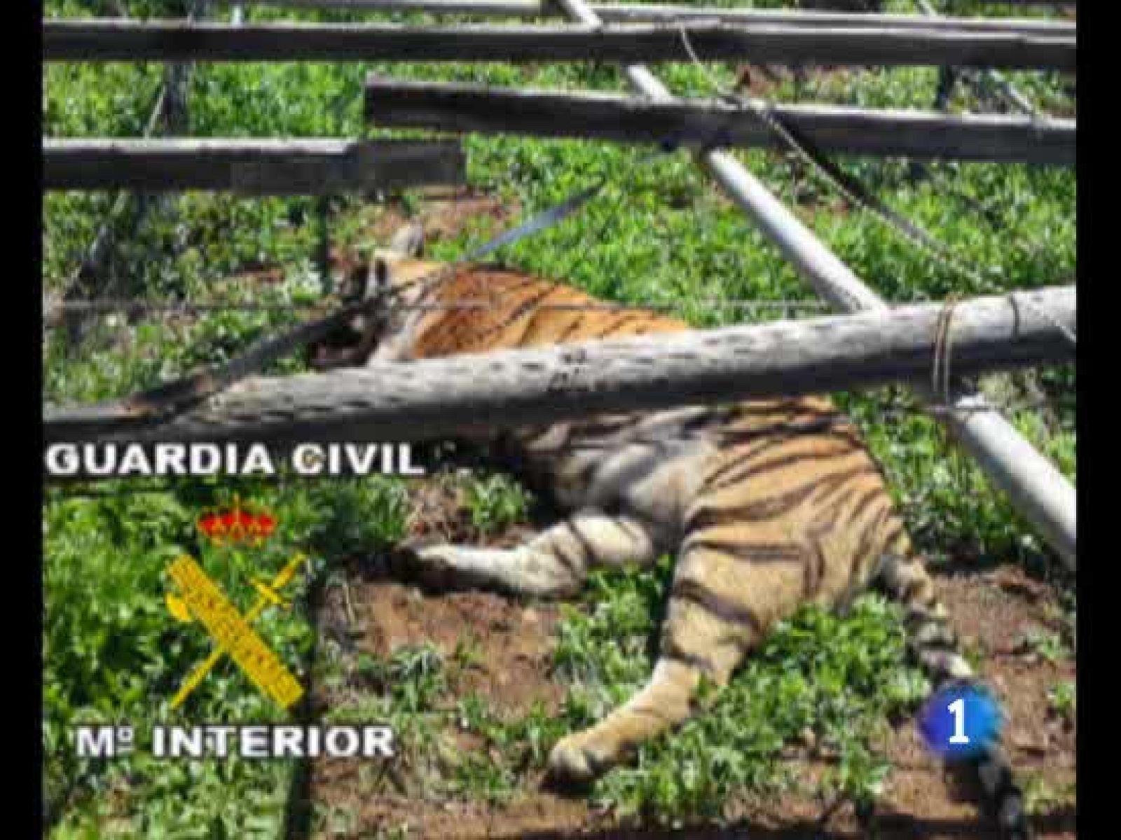 Se escapan de un zoo de Gran Canaria tres tigres | Ver