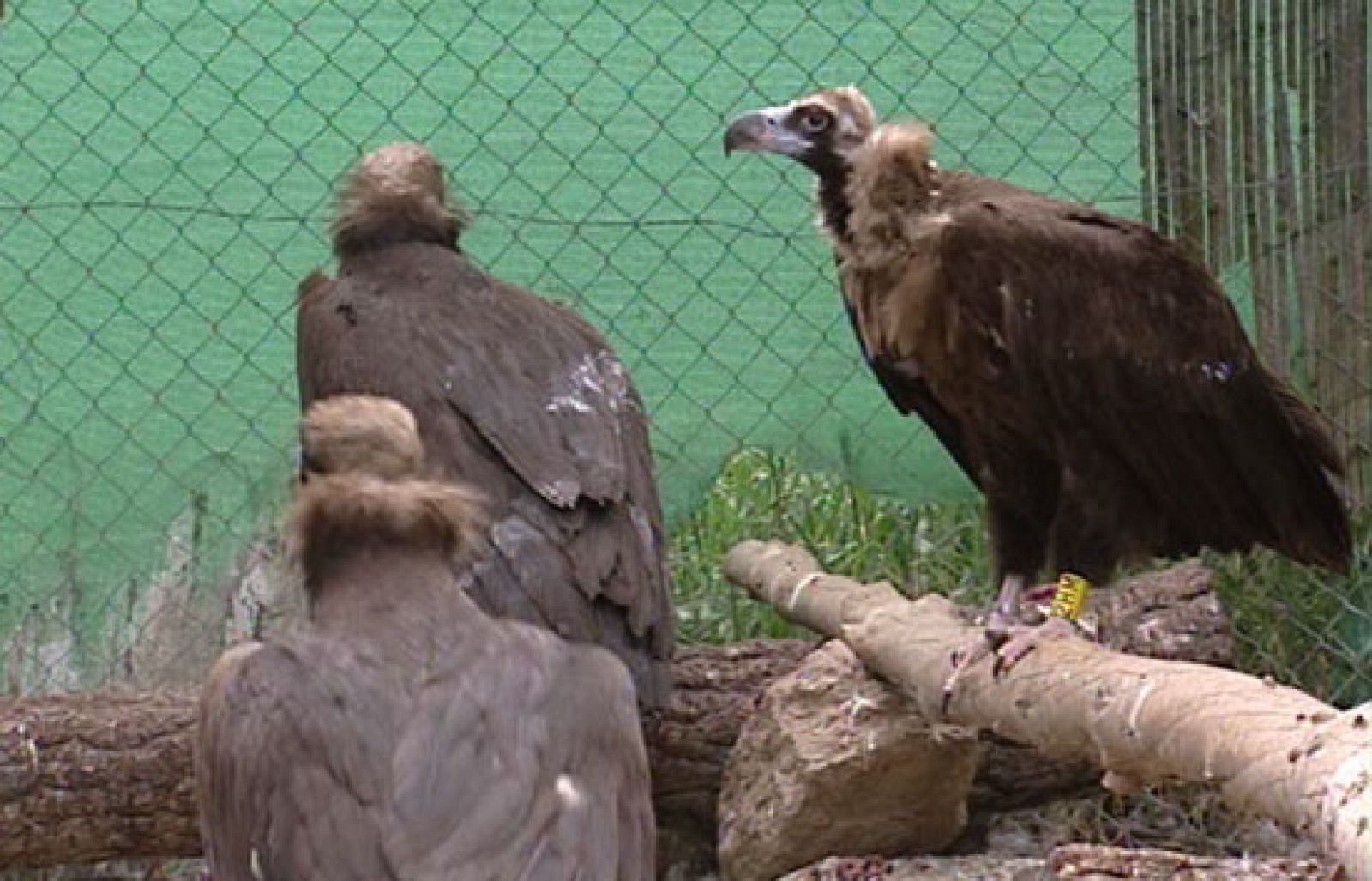 Las aves migratorias están sufriendo cambios a causa del calentamiento global - Ciencia y tecnología en Rtve.es | Ver