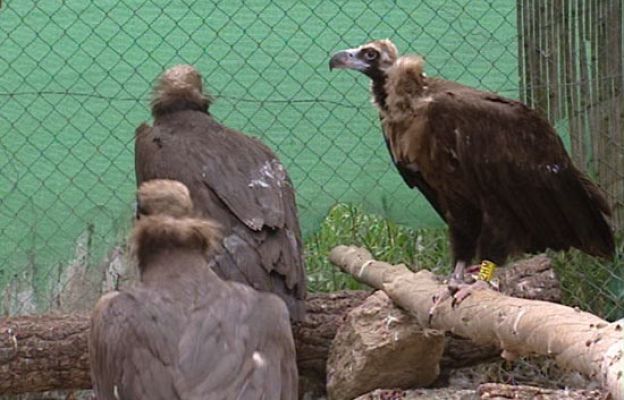 Ciencia y tecnología en Rtve.es - El cambio climático y las aves