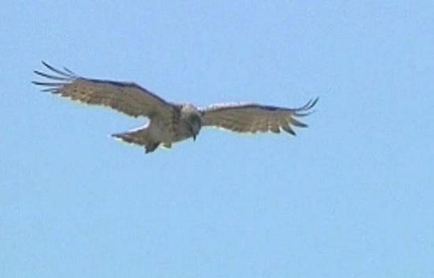  - Aves migratorias y cambio climático
