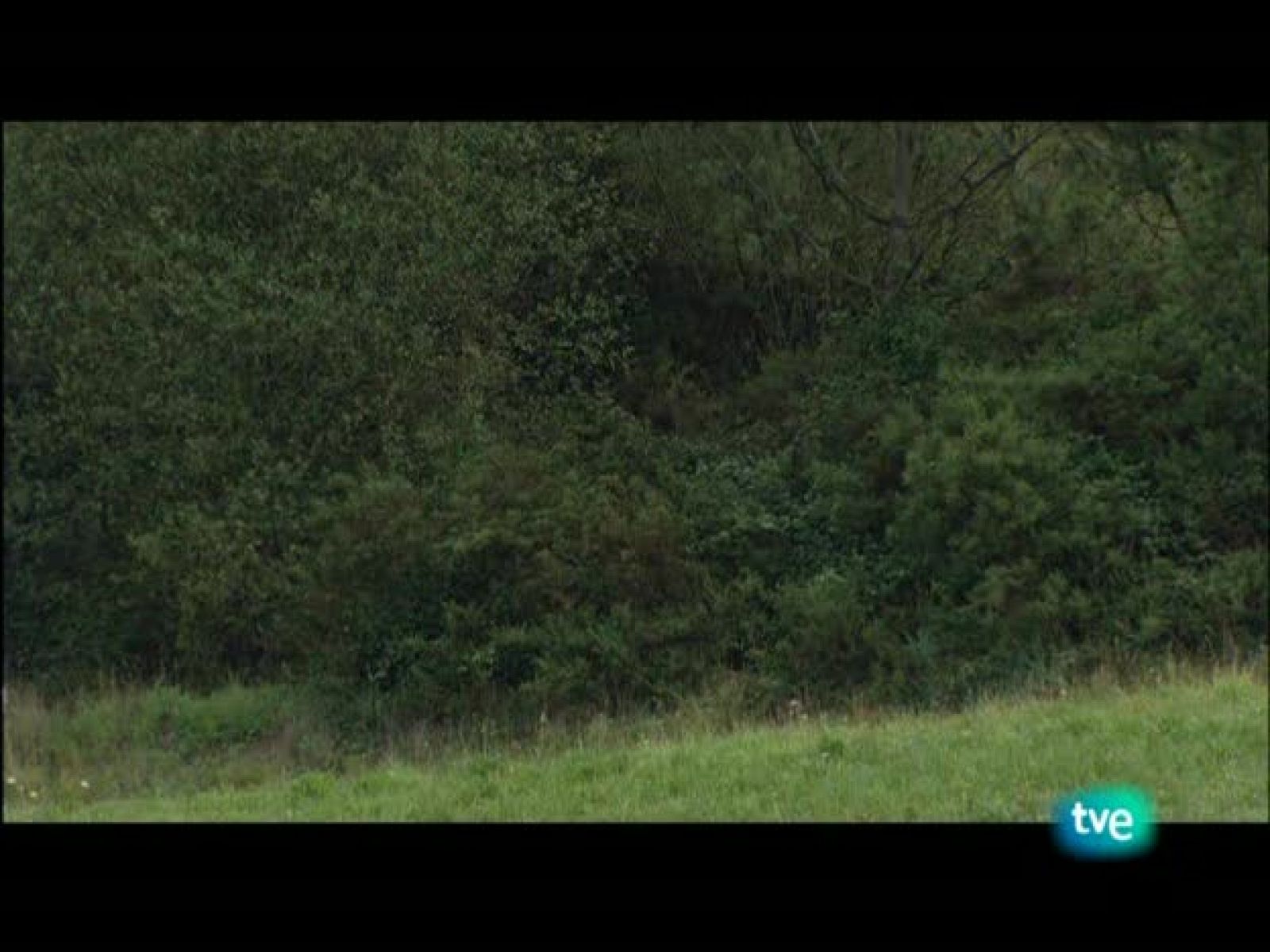 Nuestros caminos a Santiago - Nuestros caminos a Santiago | Ver