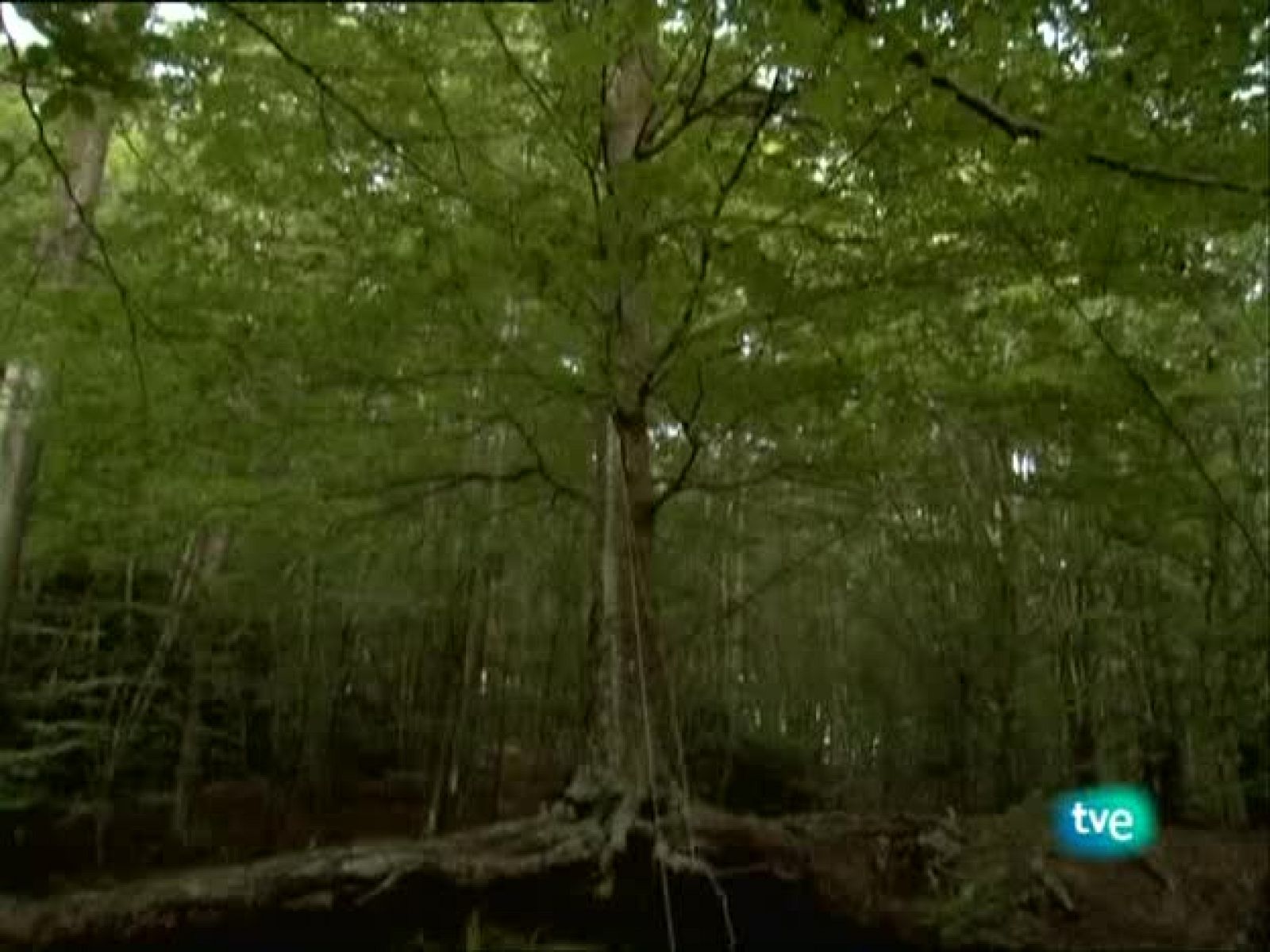 Metrópolis - Subversión rusa - Tercera parte - PROVMYZA - Metrópolis | Ver