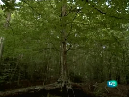 Metrópolis - PROVMYZA