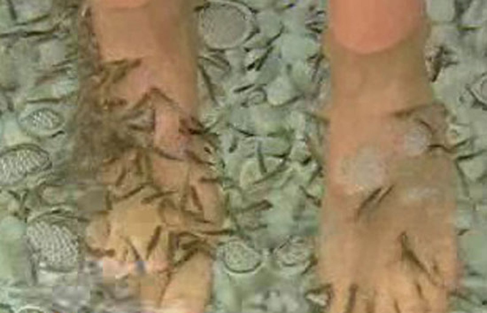 España Directo - Bellas con peces | Ver