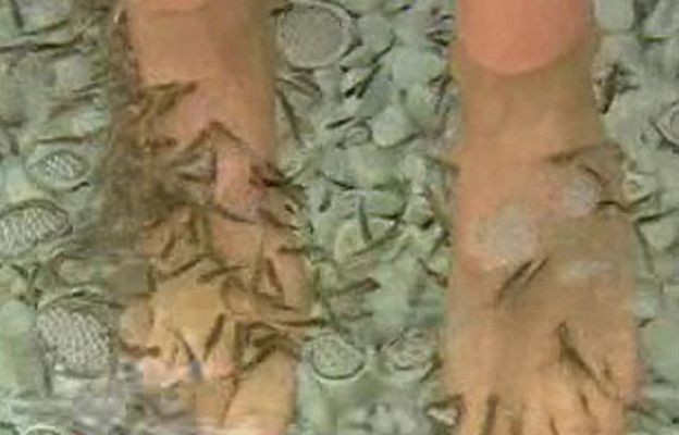 España Directo - Bellas con peces