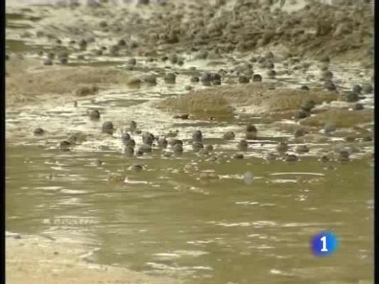  - Considerables pérdidas en el olivar