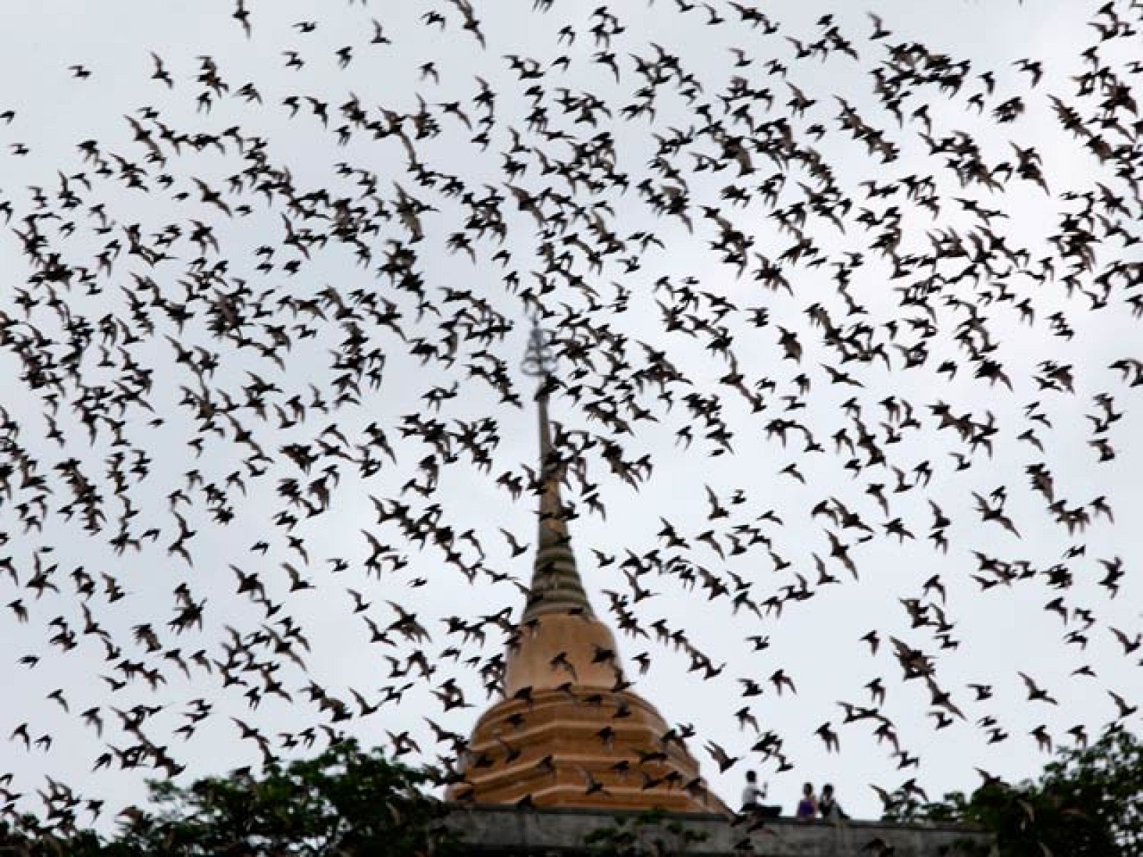 Biodiario - Los murciélagos - Biodiario | Ver
