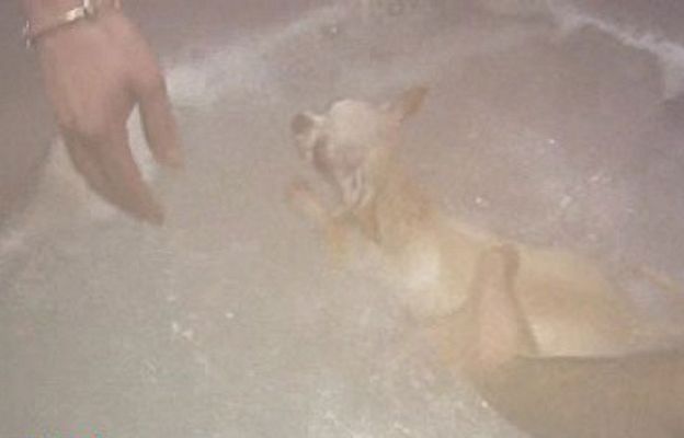 España Directo - Spa para mascotas