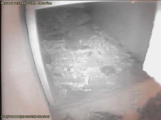  - Parto de los dos primeros linces de la temporada
