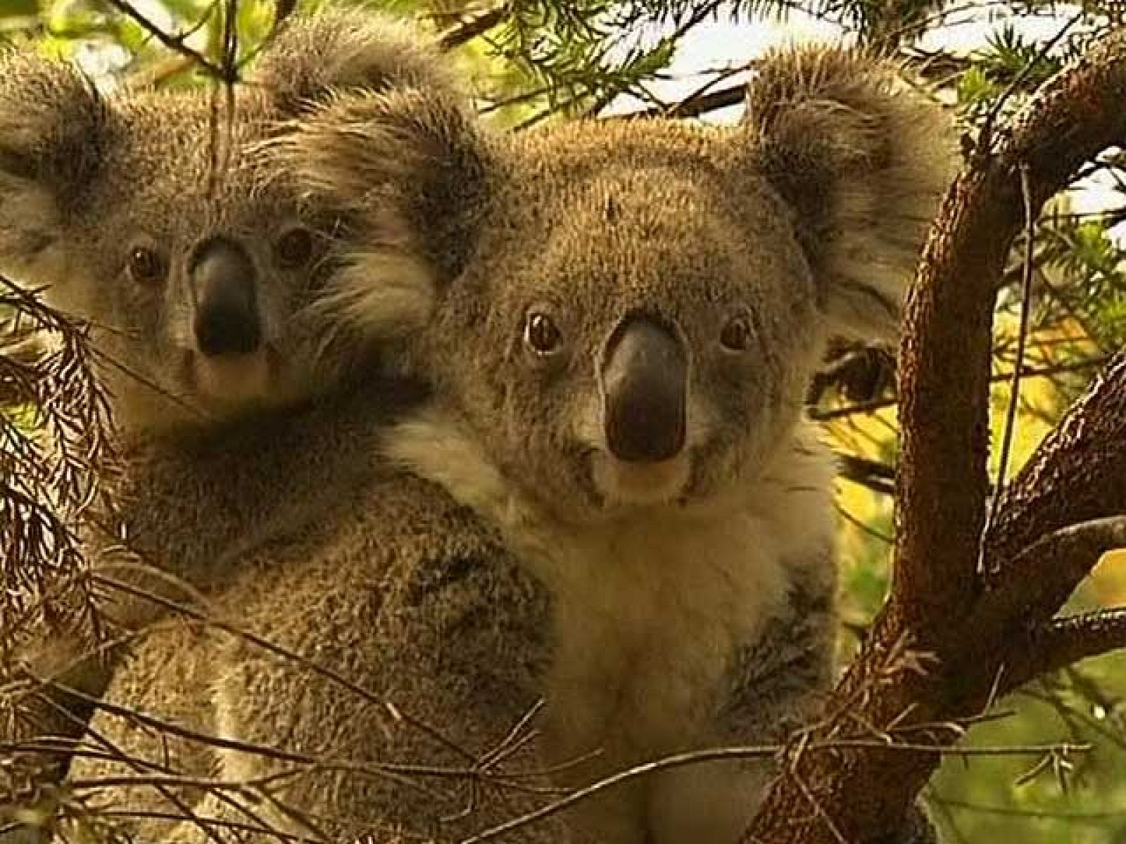 Futuro complicado para un parque natural en Australia | Ver