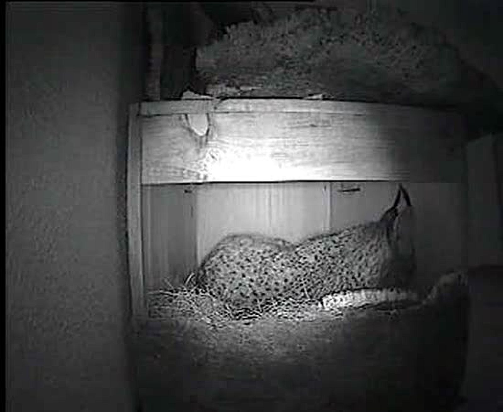 Los dos primeros linces nacidos en cautividad en Portugal - Ciencia y tecnología en Rtve.es | Ver