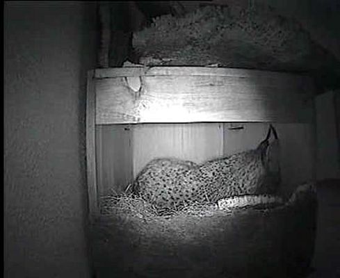 Ciencia y tecnología en Rtve.es - Linces nacidos en cautividad