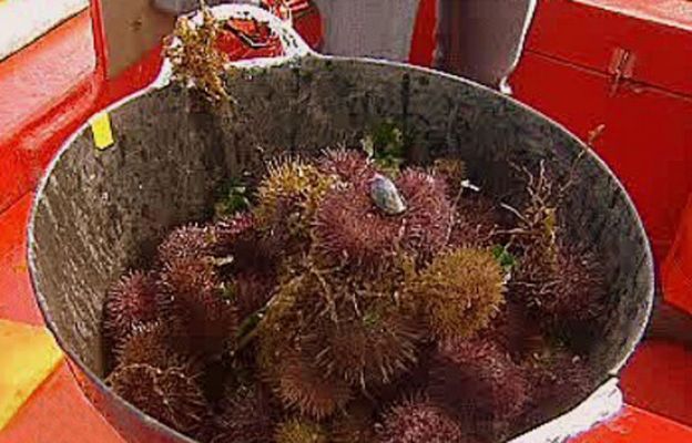 España Directo - Tesoros del mar