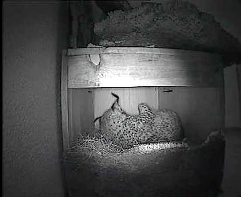 Ciencia y tecnología en Rtve.es - Nacen linces ibéricos en cautividad