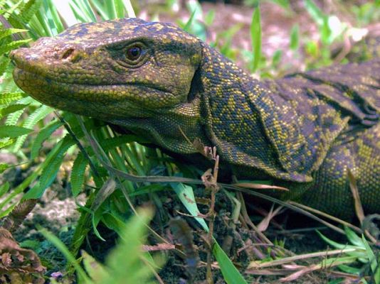 Ciencia y tecnología en Rtve.es - Nueva especie de lagarto