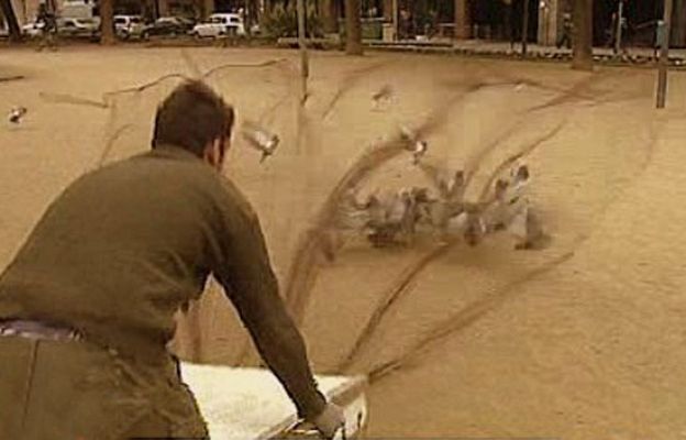 España Directo - Plagas de palomas
