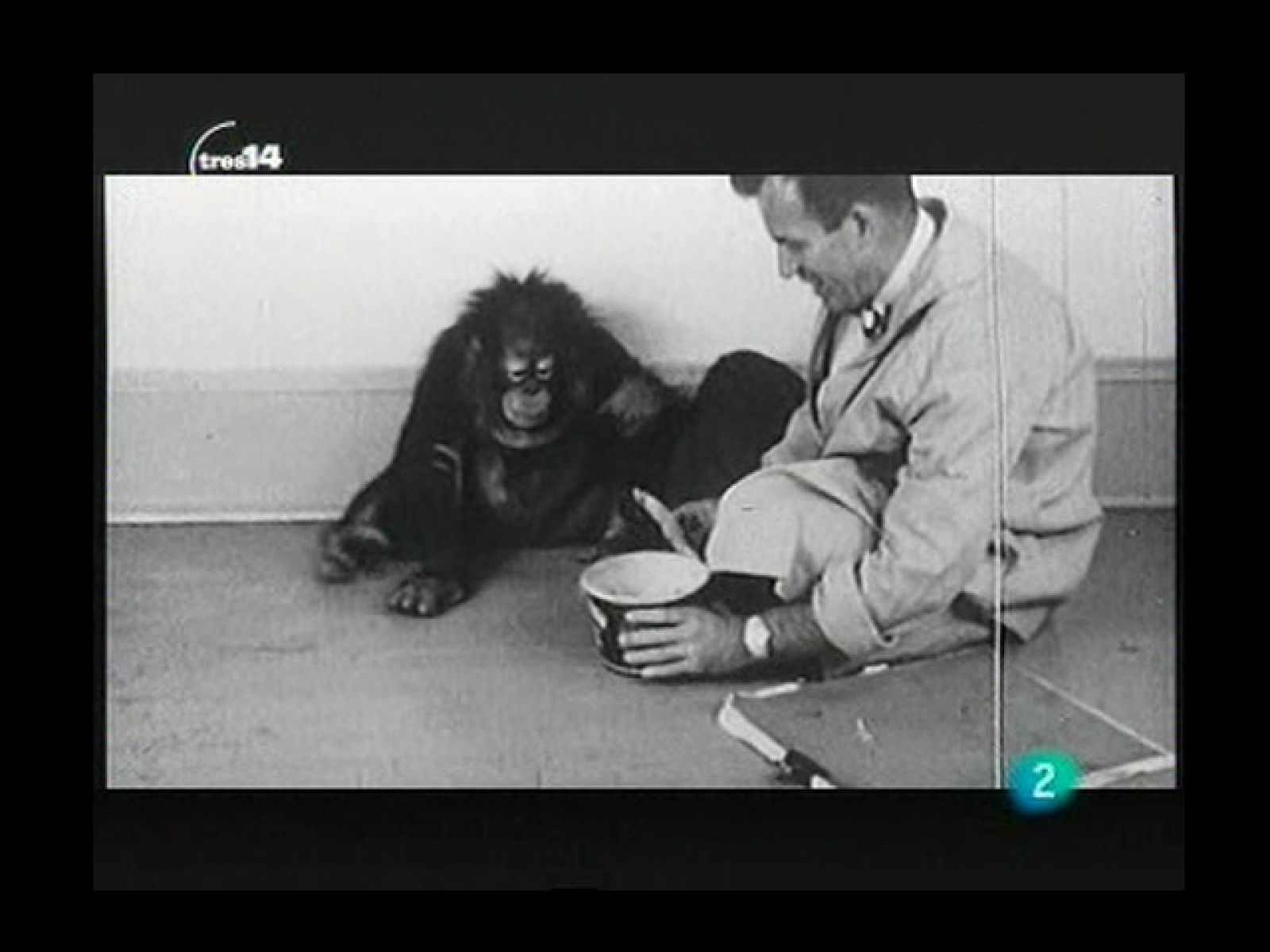 Curiosidades (humor)