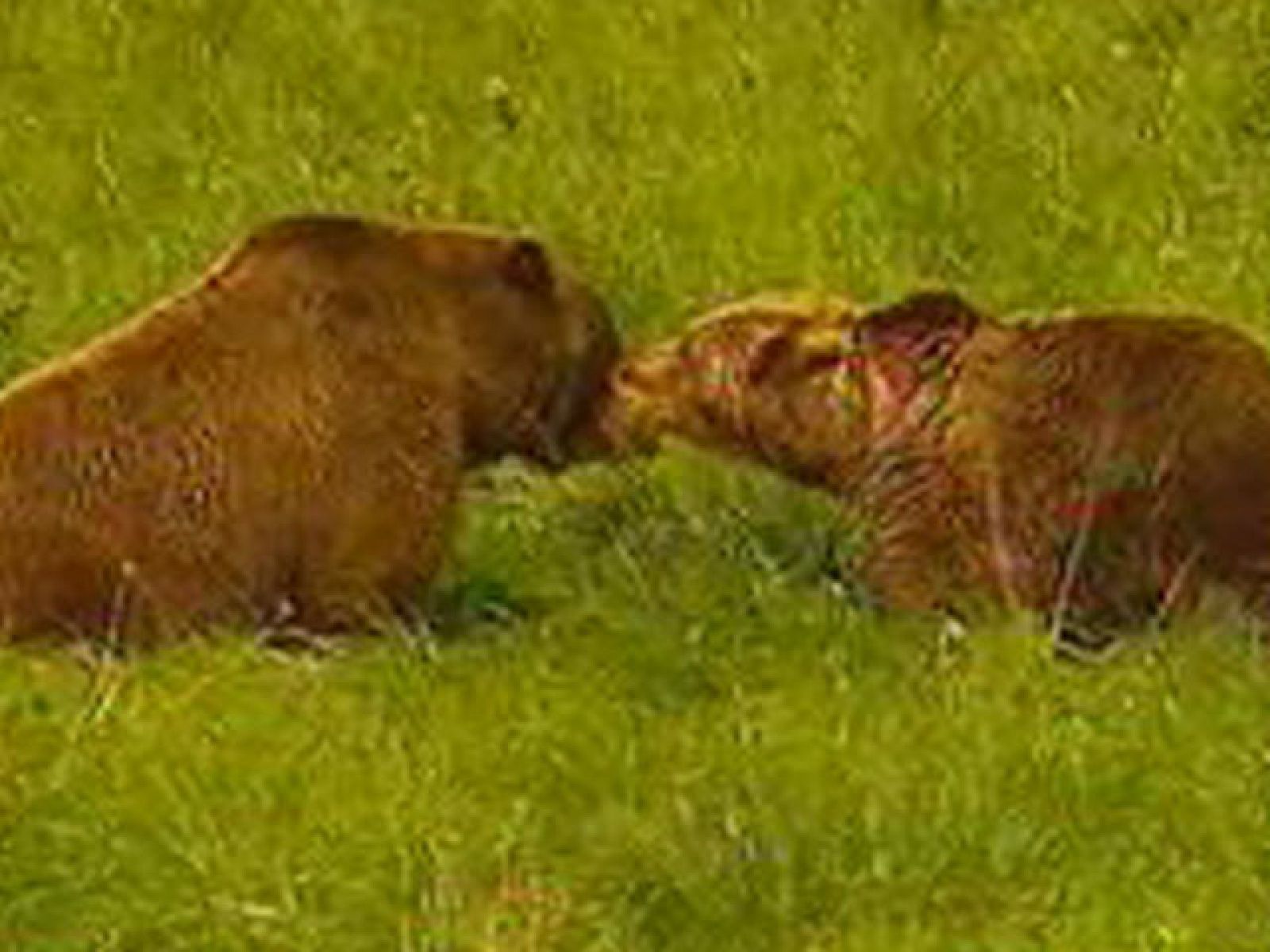 Tercer intento de Furaco con las hembras Paca y Tola | Ver