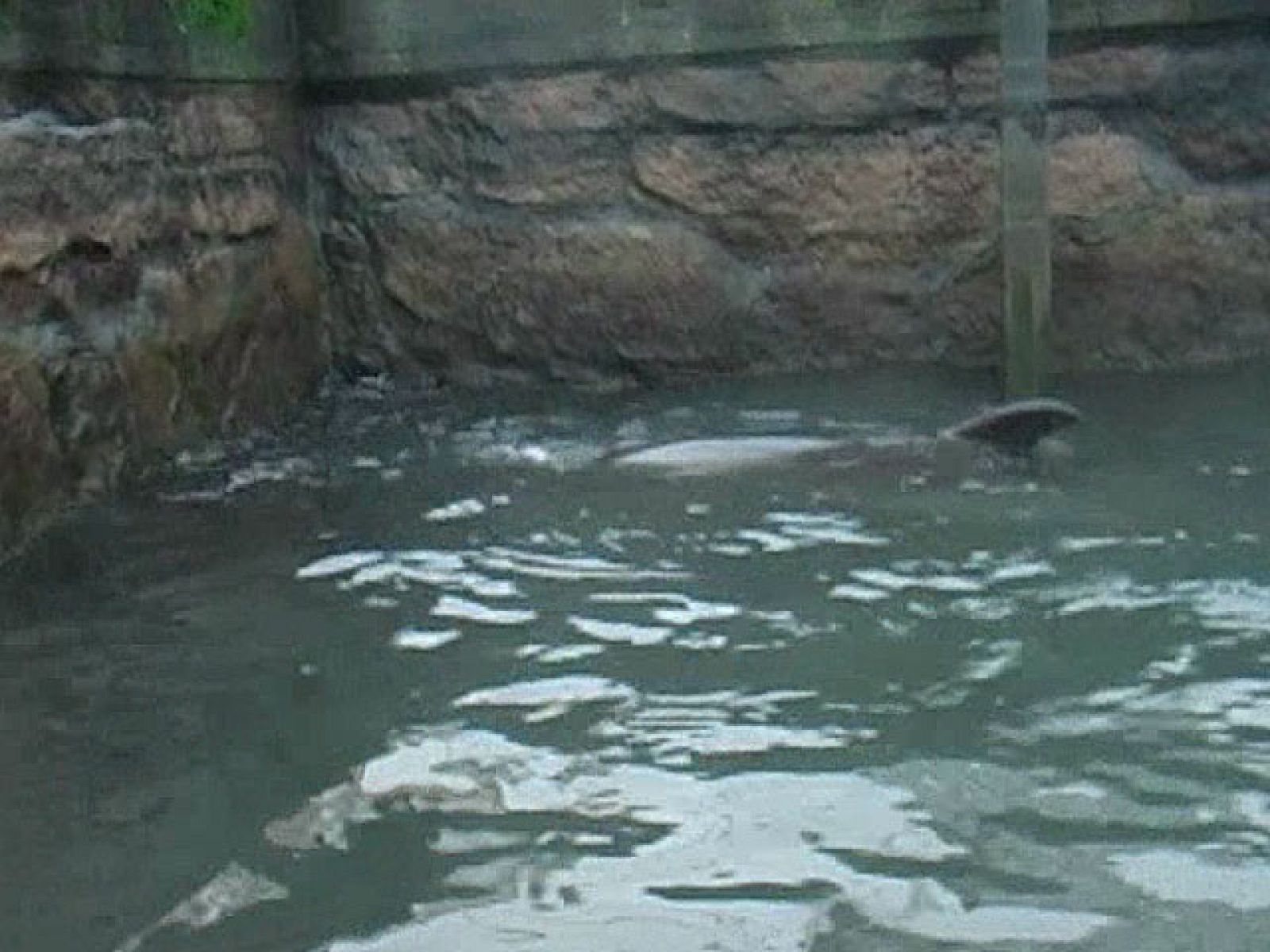 El delfín Gaspar lleva tres años dando sustos en la costa de Galicia | Ver