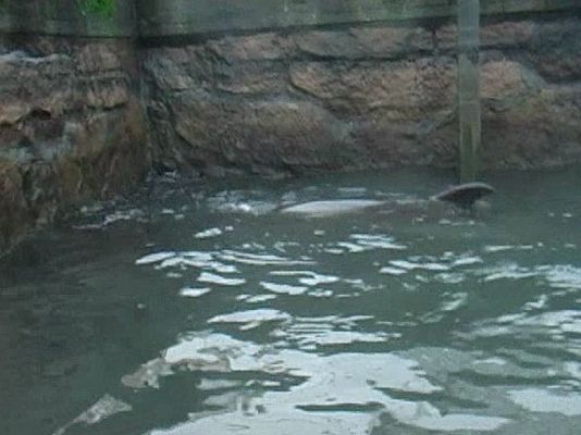  - Gaspar, el delfín gallego