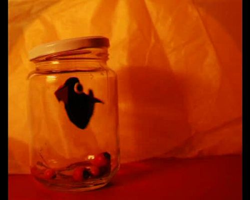 Miradas 2 - Ráfaga 104 - Cuervo