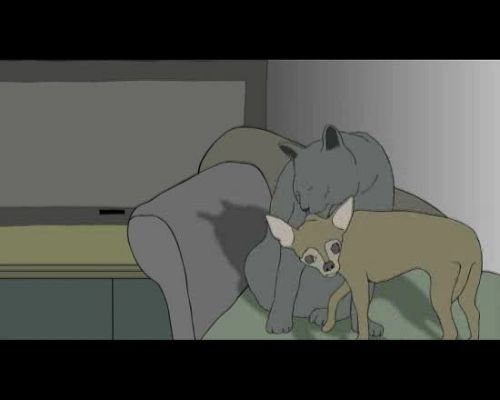 Miradas 2 - Ráfaga 302 - Dog cat