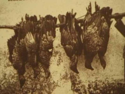 Ciencia y tecnología en Rtve.es - Uso ilegal de veneno en España