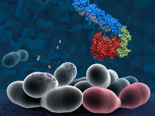Ciencia y tecnología en Rtve.es - Los neumococos fraticidas