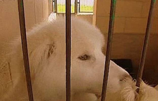 España Directo - Acoger, adoptar, apadrinar