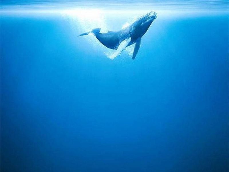 Días de cine - 'Océanos', el documental más espectacular de la historia