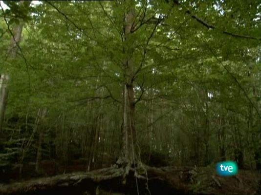 Metrópolis - Estrecho