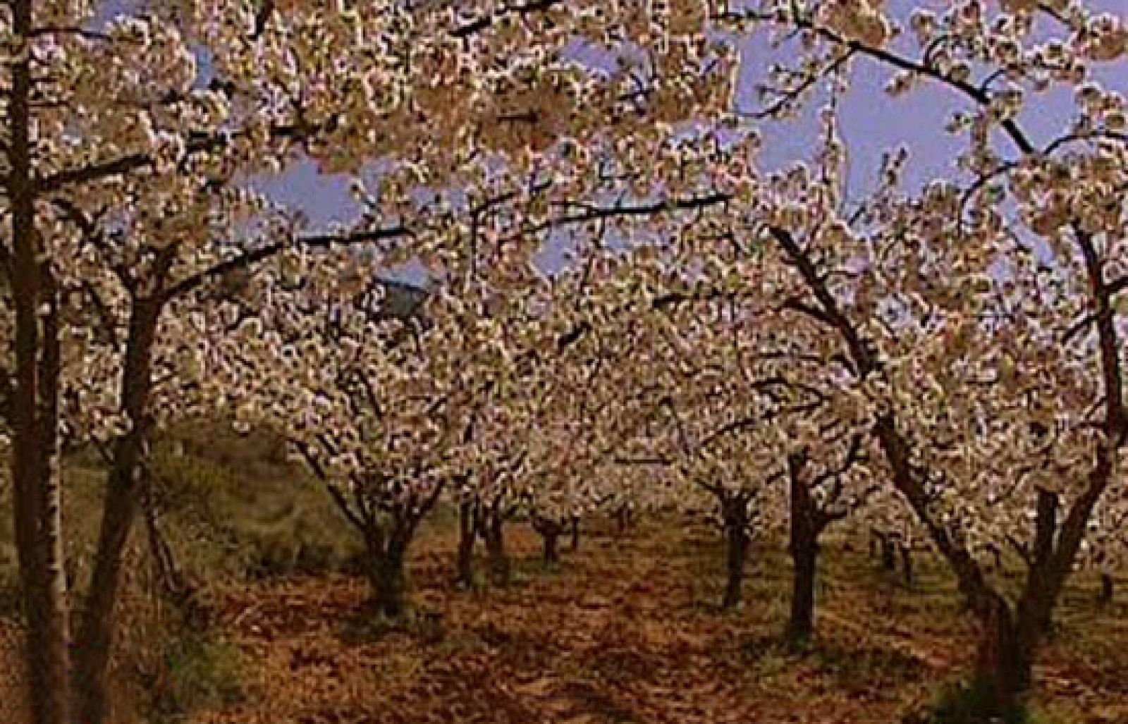 España Directo - Y el cerezo floreció | Ver