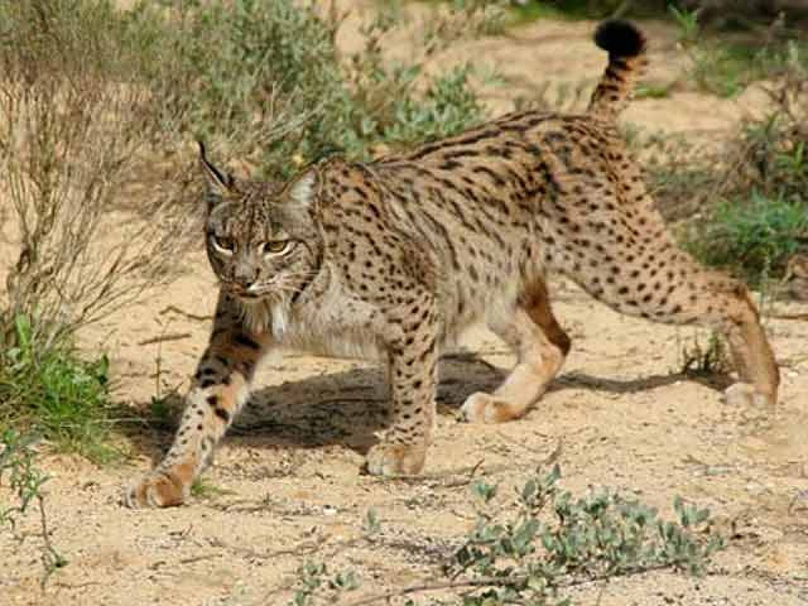 Biodiario - Muerte de linces en las carreteras - Biodiario | Ver