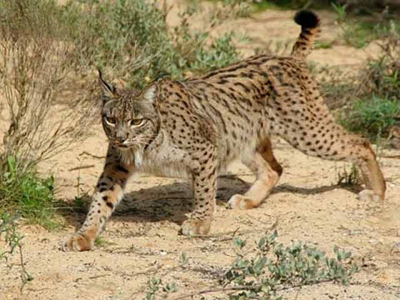 Biodiario - Muerte de linces en las carreteras - Biodiario | Ver
