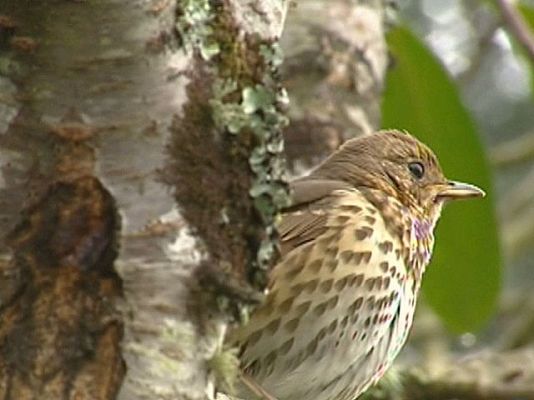 Ciencia y tecnología en Rtve.es - Los sonidos del bosque