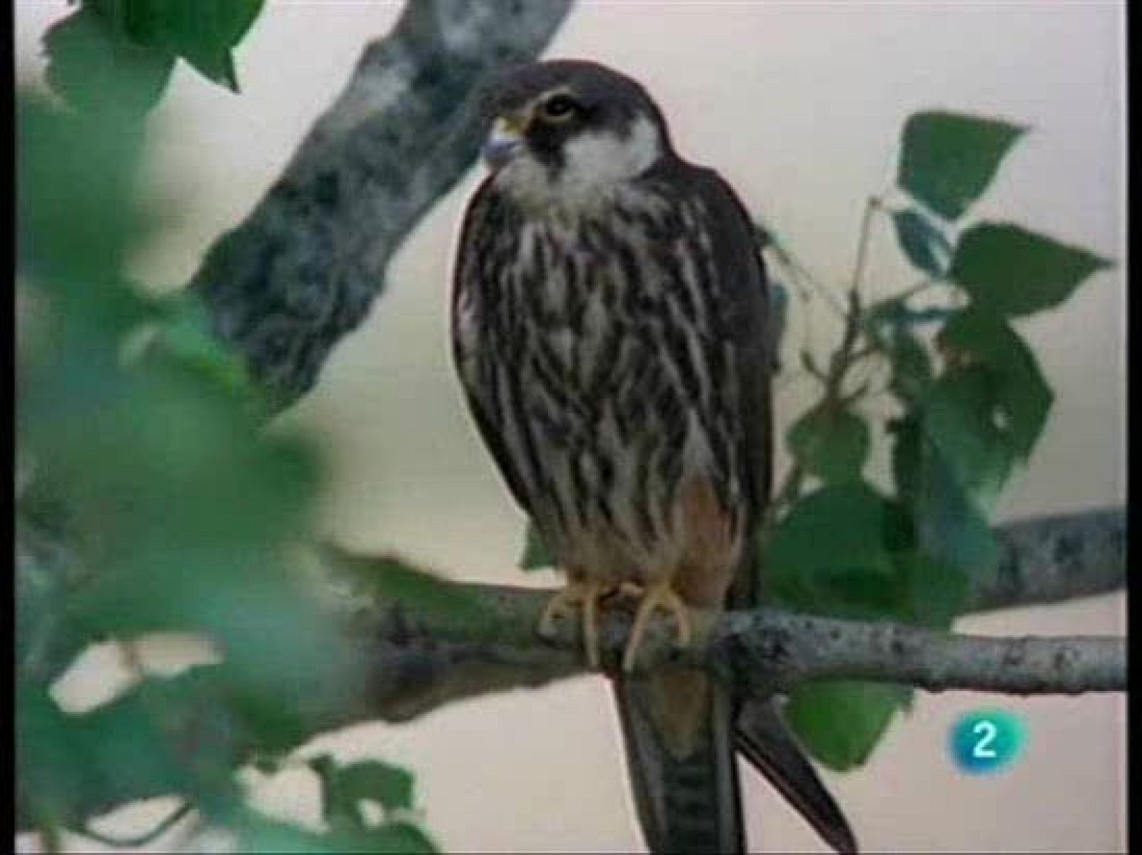 El hombre y la tierra - La cría del alcotán - El hombre y la Tierra | Ver