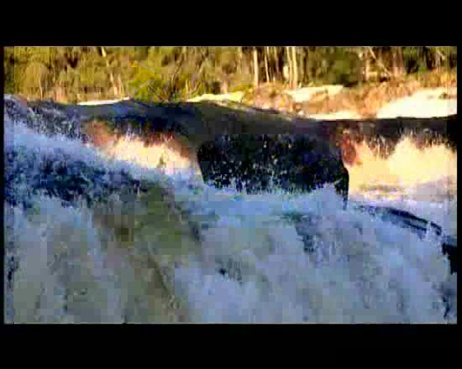 Escarabajo Verde: Wild Europe  (Avance 6 Mayo)